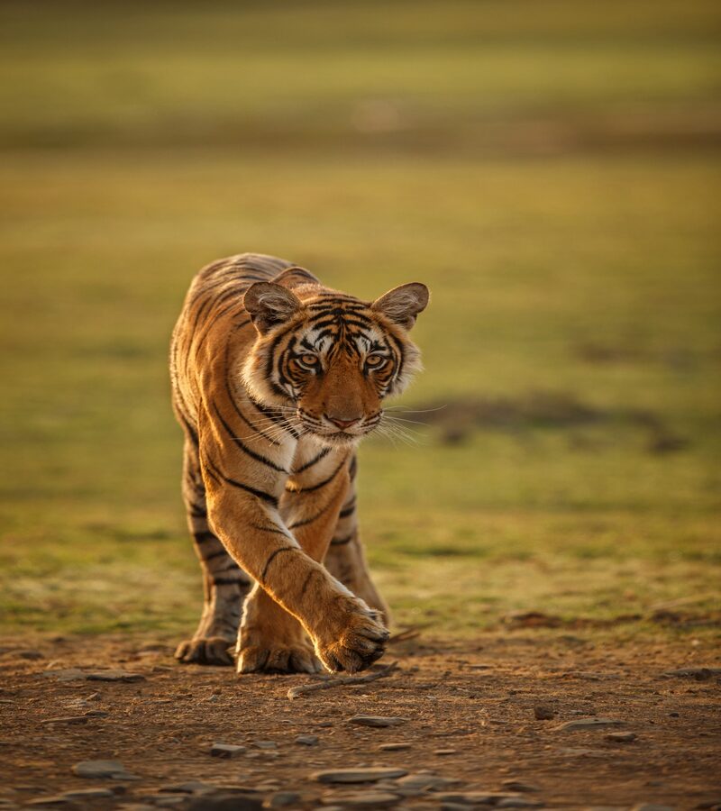 Tiger%20&%20Safari