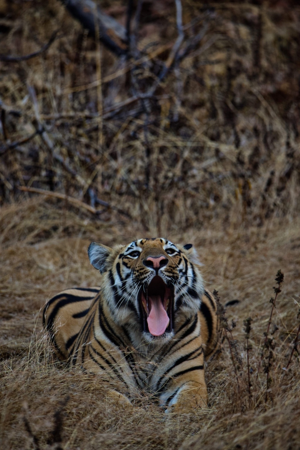Tiger%20&%20Safari